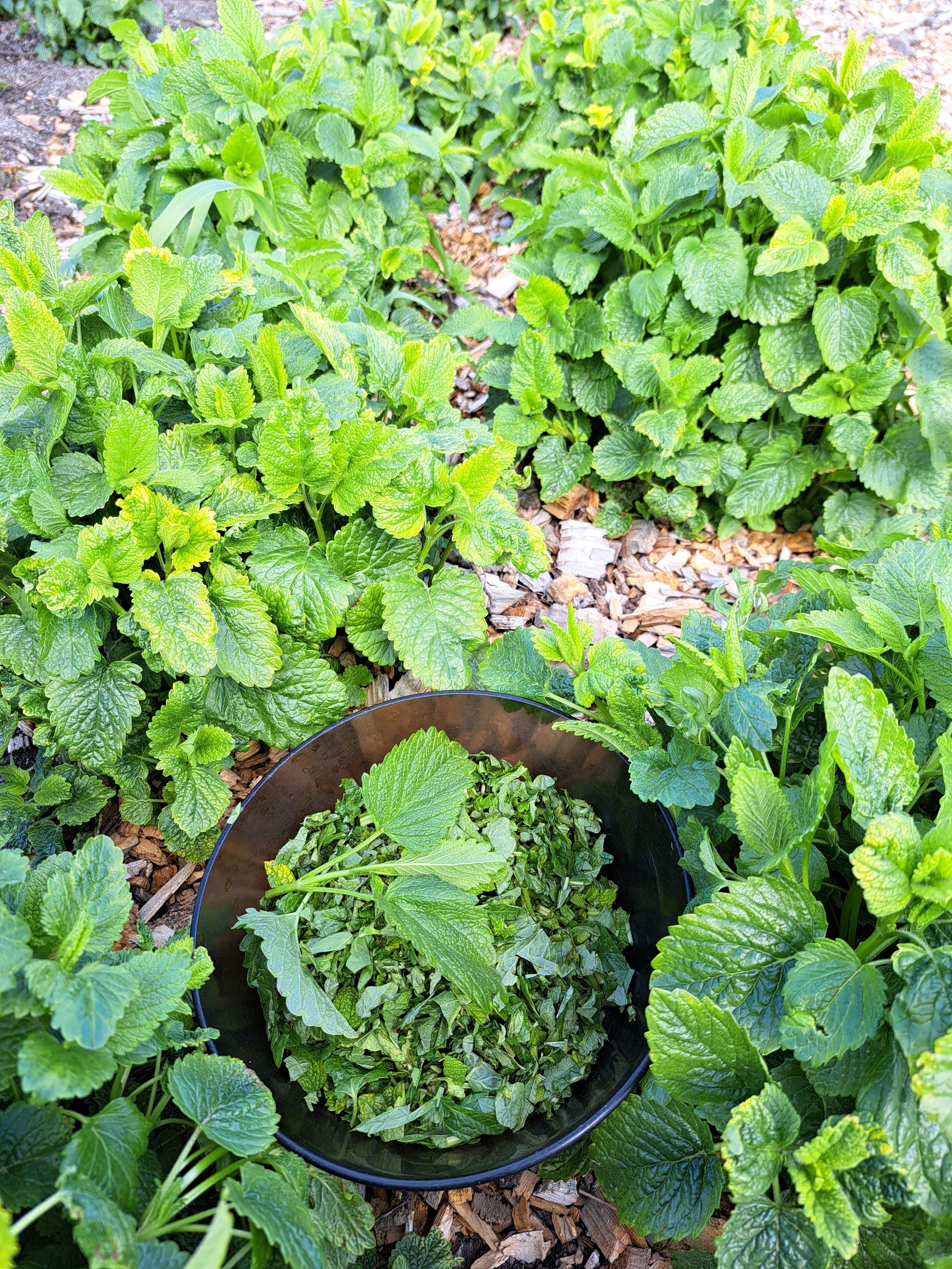 How to grow lemon balm / citronmeliss?