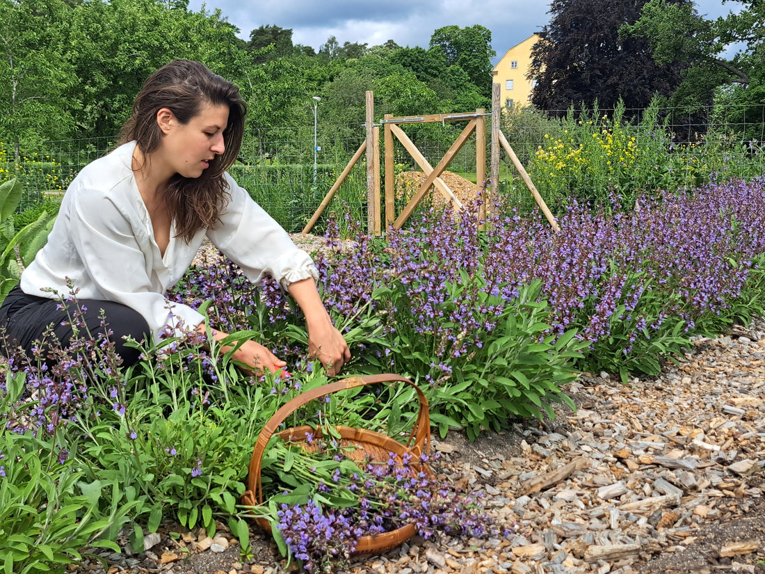 Should One Become a Herb Producer? An Honest Reflection From the Field