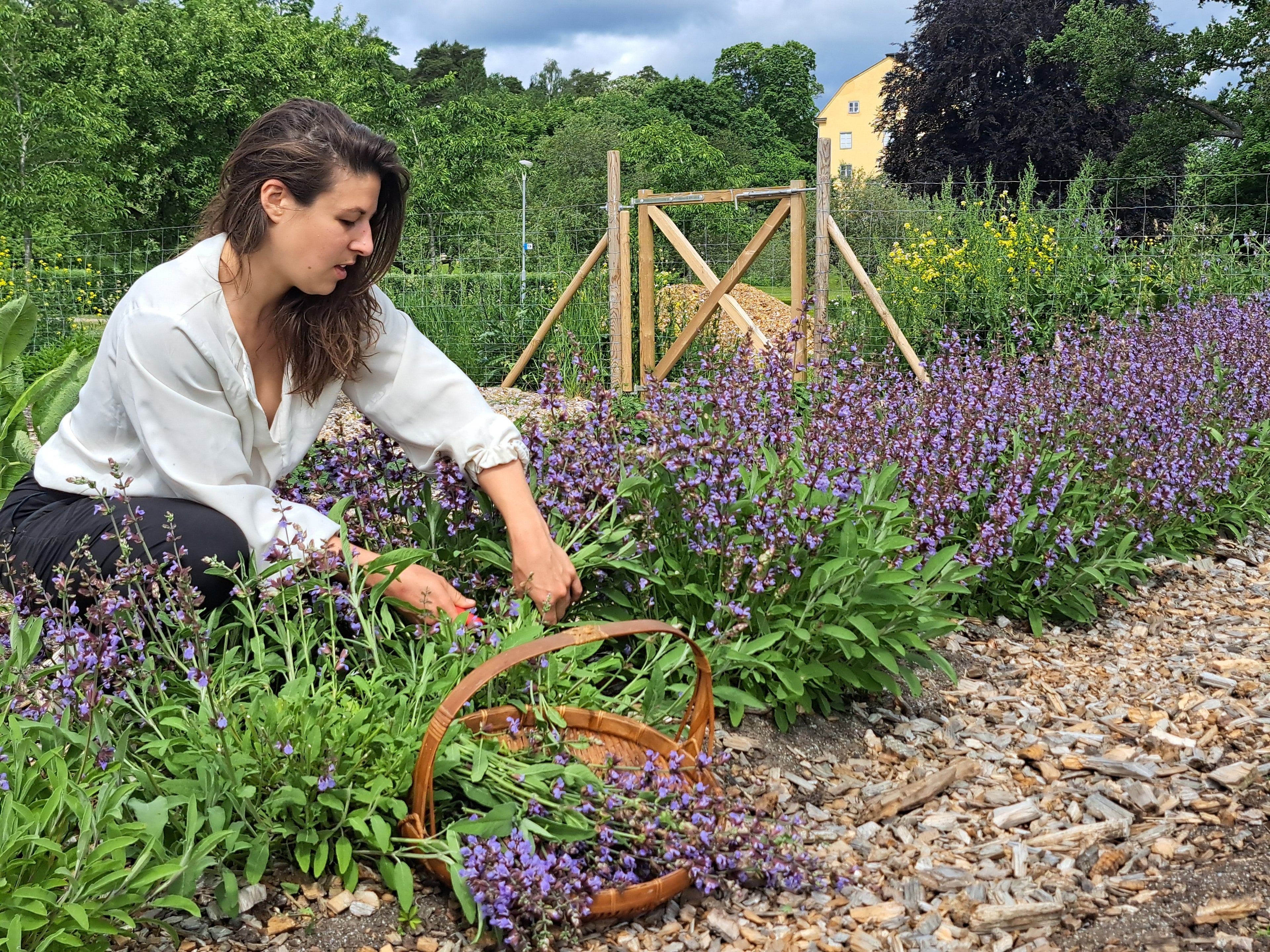 Should One Become a Herb Producer? An Honest Reflection From the Field