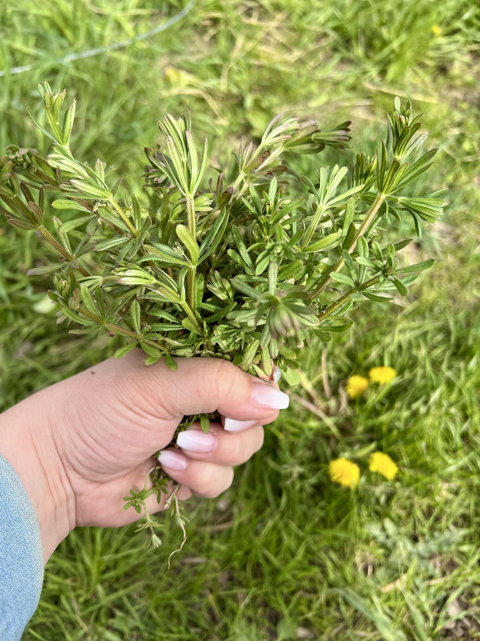 Örtevent i Sverige 2025