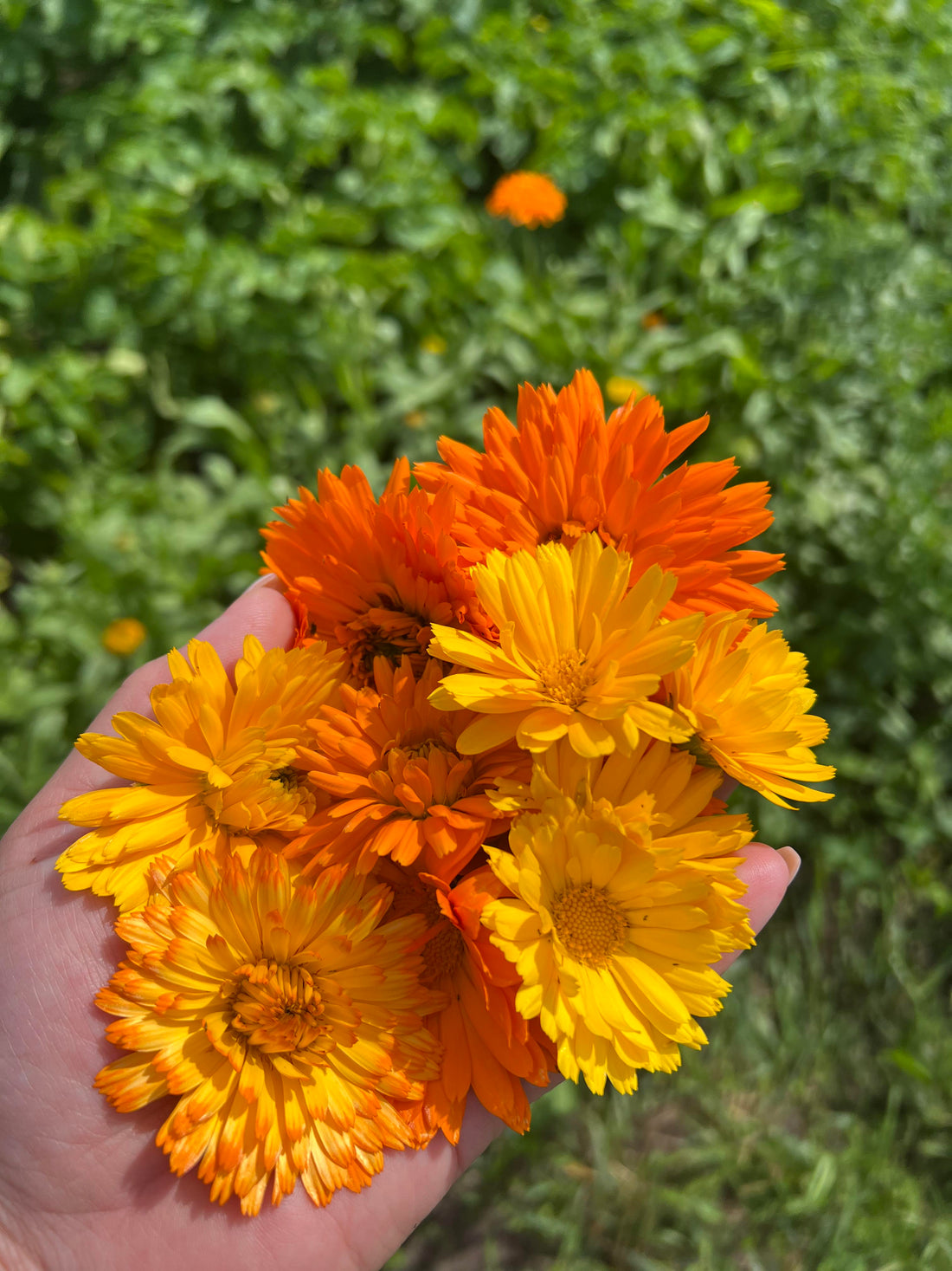 How to grow Calendula / Ringblommor ?
