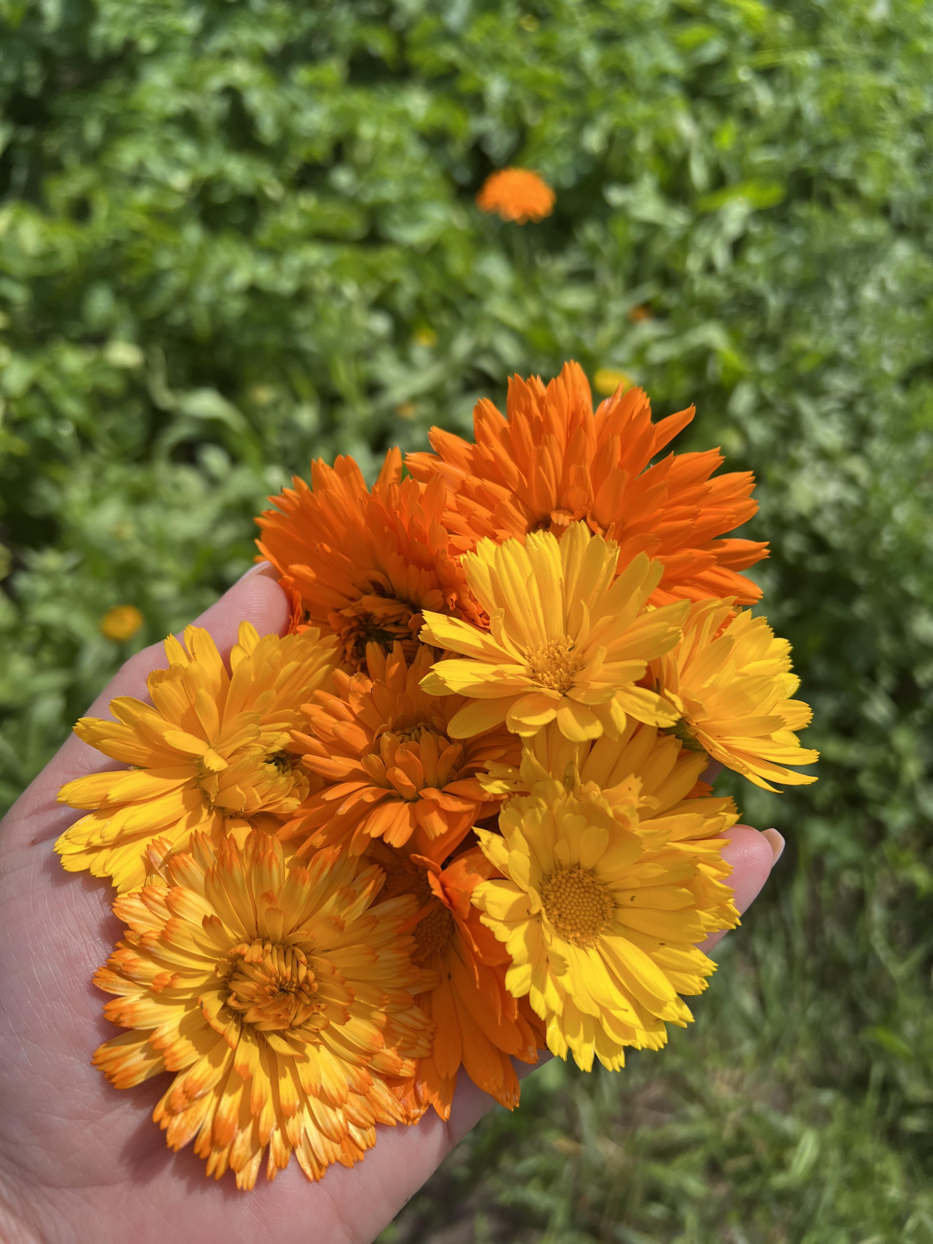 How to grow Calendula / Ringblommor ?