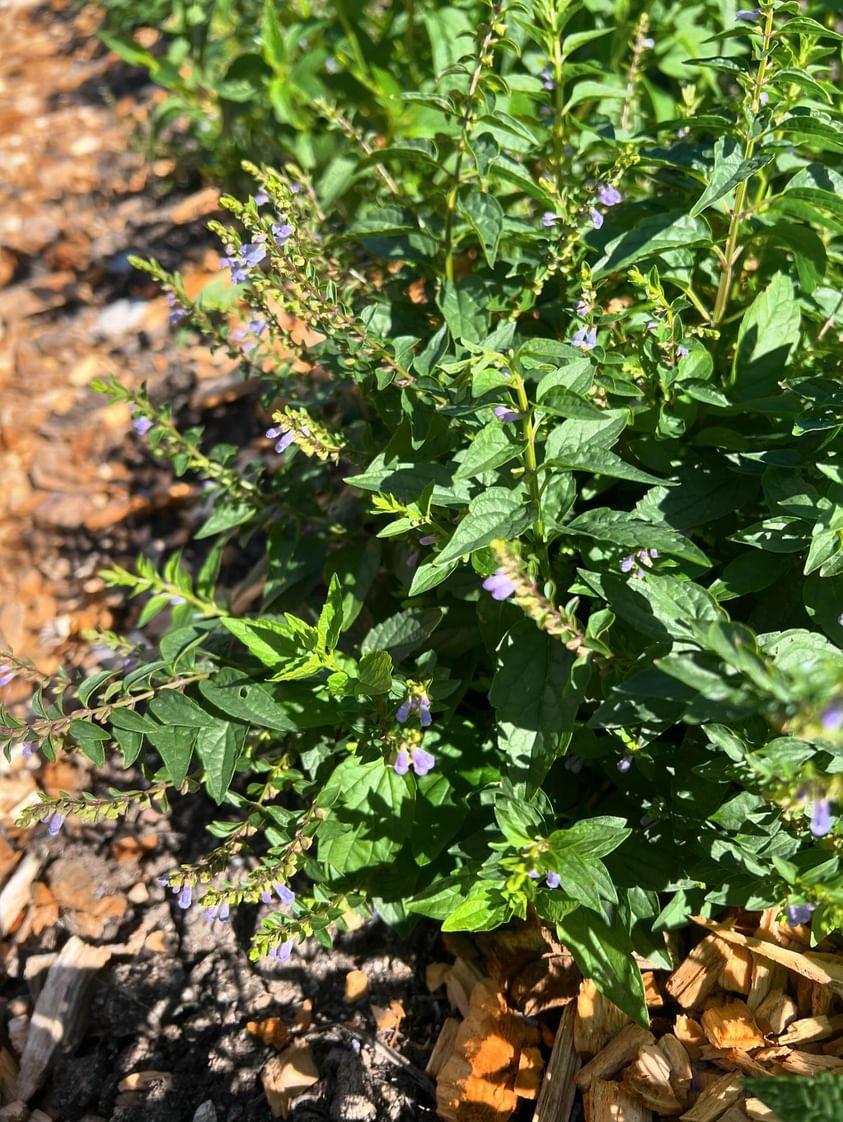 How to grow American Skullcap / Frossört