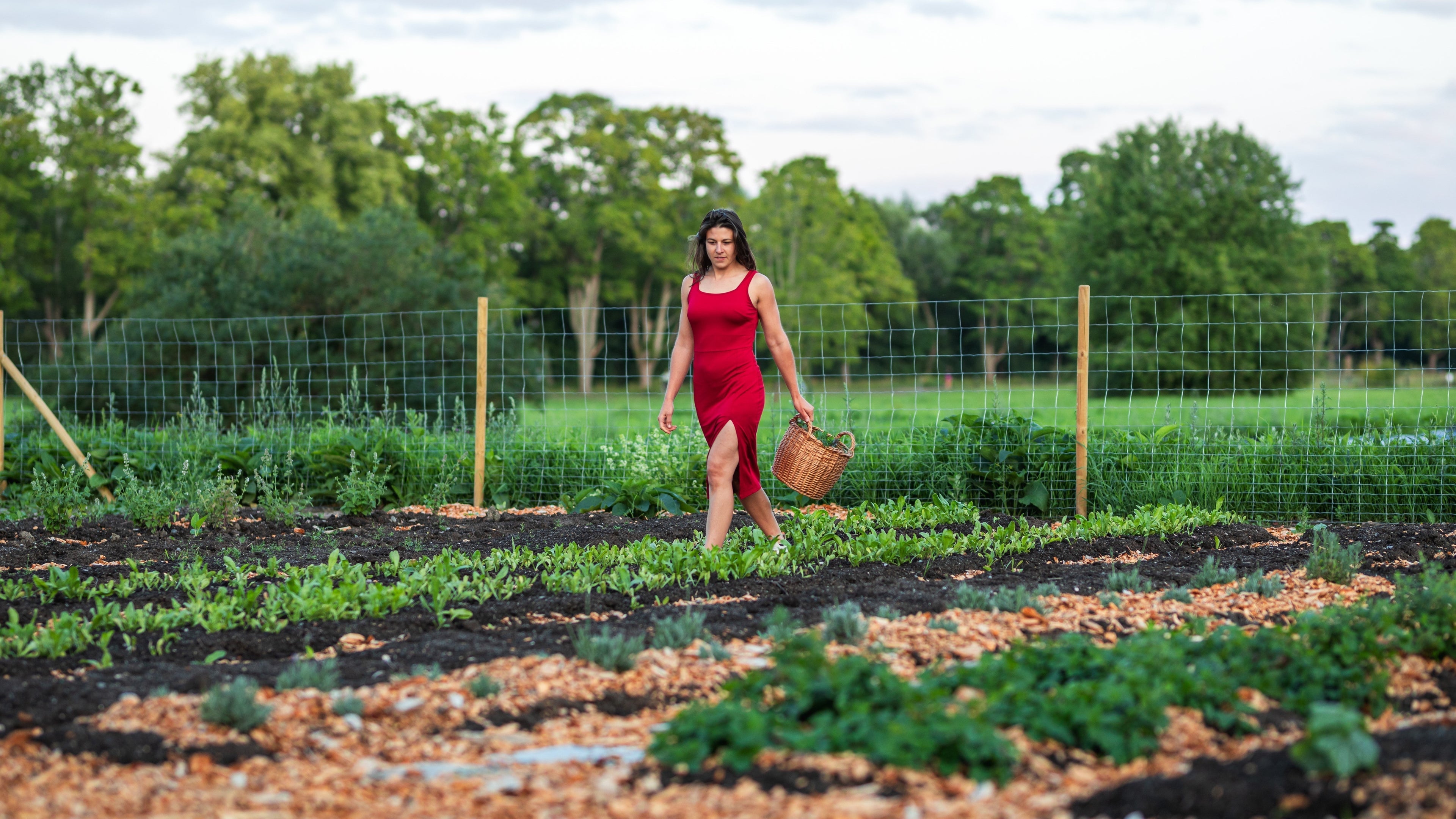 A professional framework for medicinal plant growers