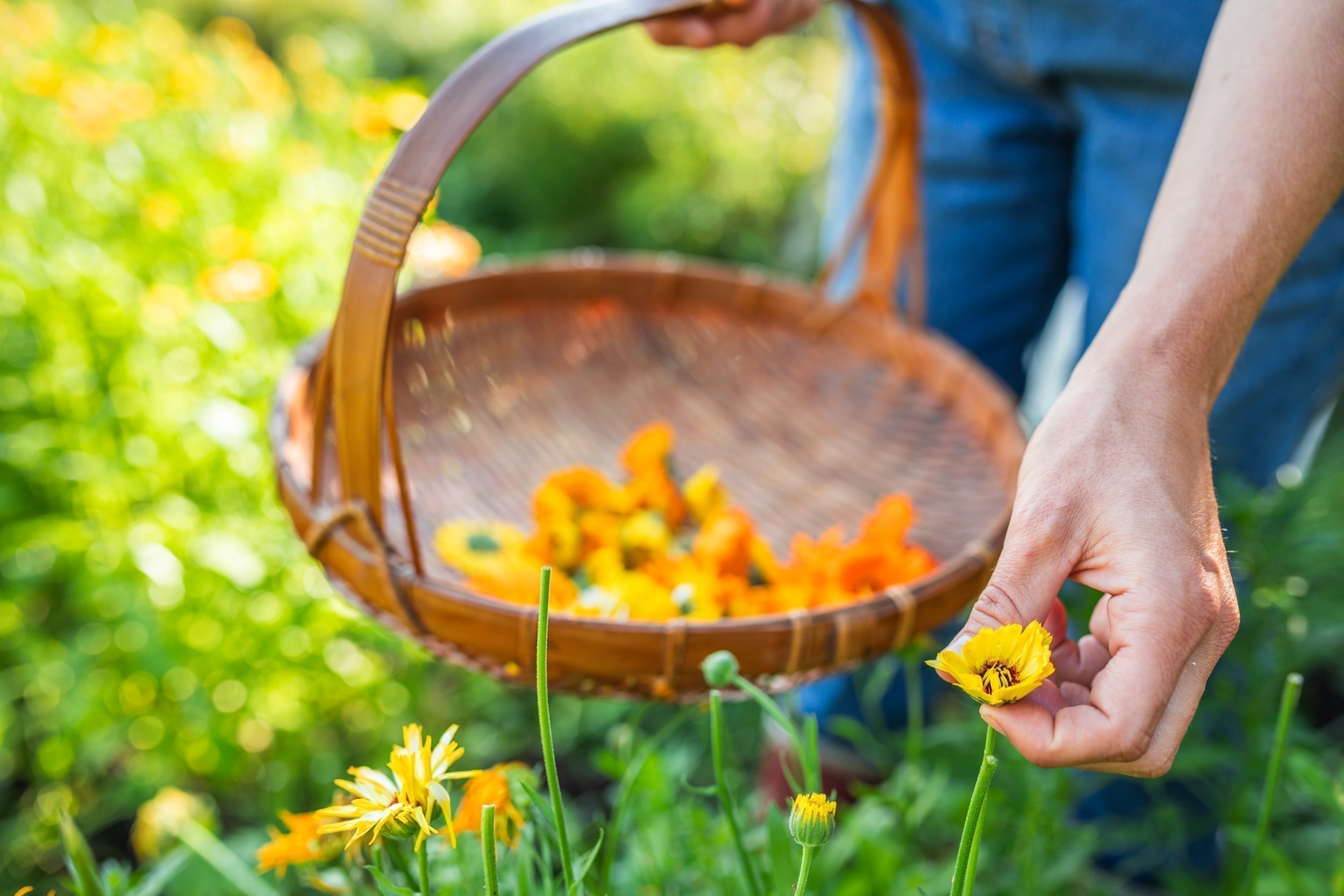 Why Local Herbs Matter: Protecting Nature and Helping People