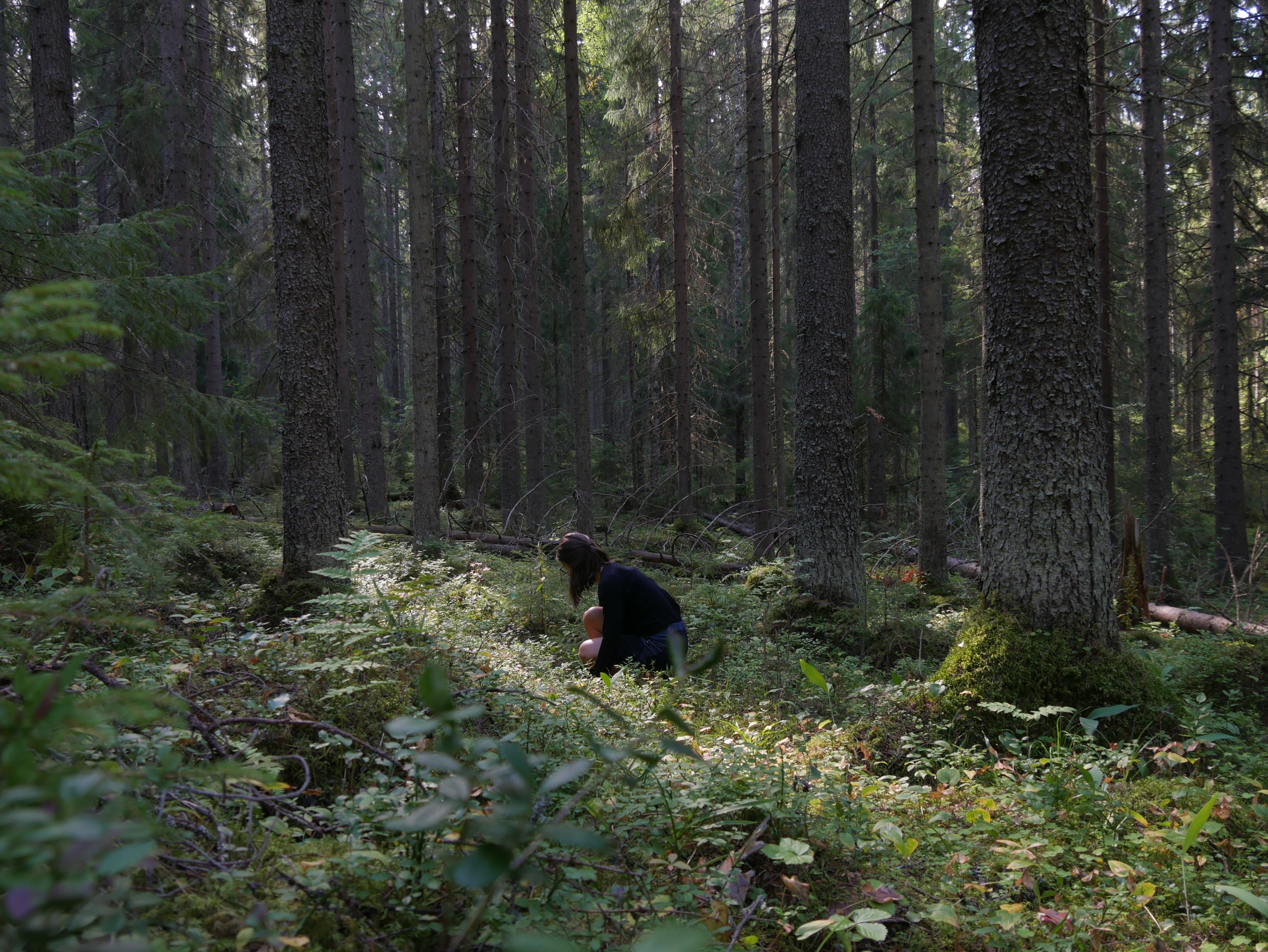 How to Gathering Wild Plants in Sweden (Safely and Legally)