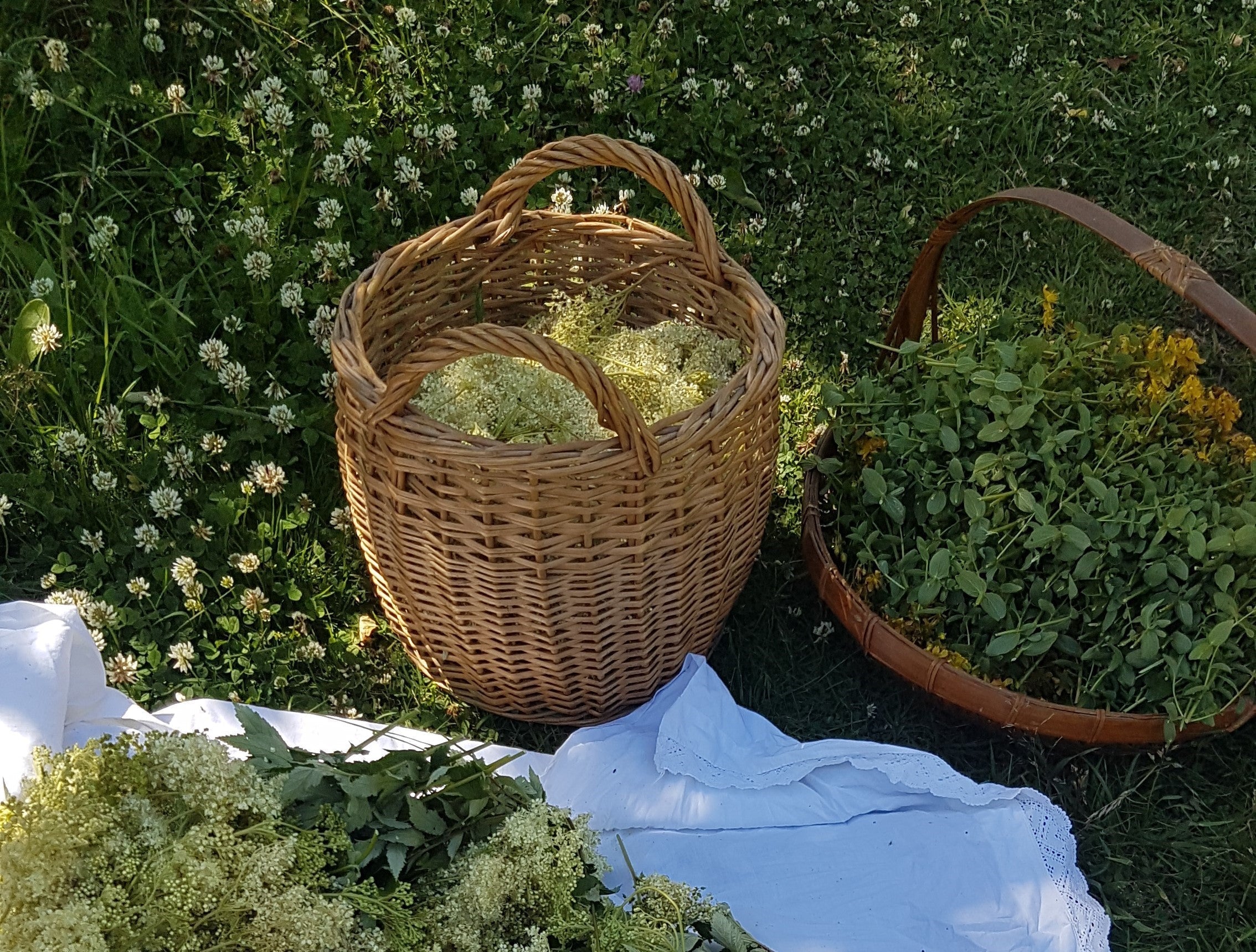 Harvesting Plants: How, When, and Why Timing Matters