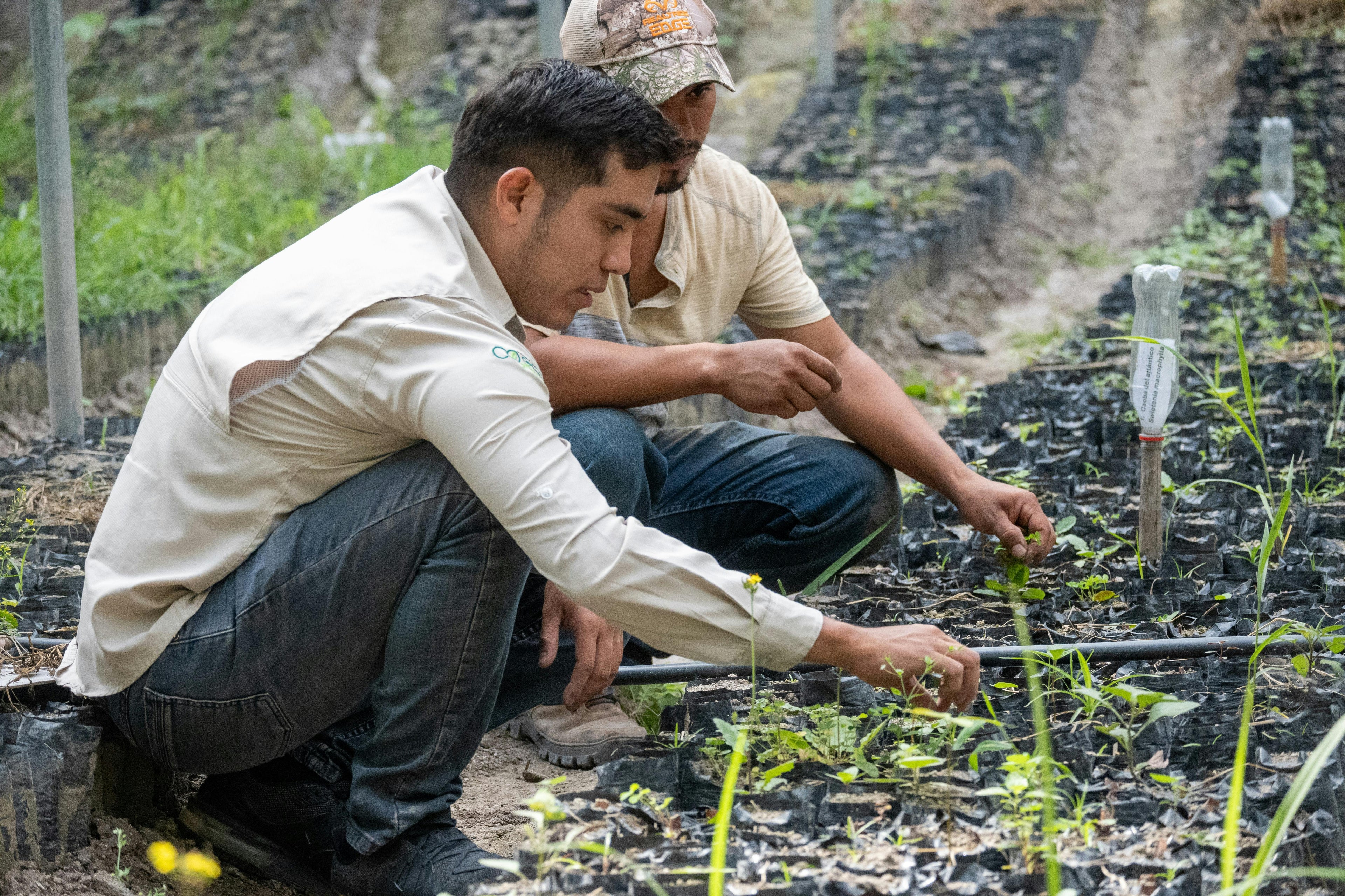 The Hidden Journey of Medicinal Plants