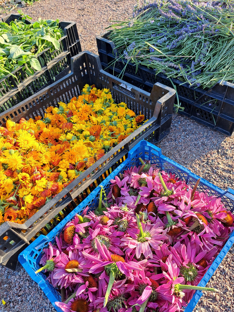 KÖP FÄRSKA ÖRTER MED MÅNATLIGA ÖRTKASSAR