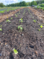 HELIG BASILIKA / TULSI