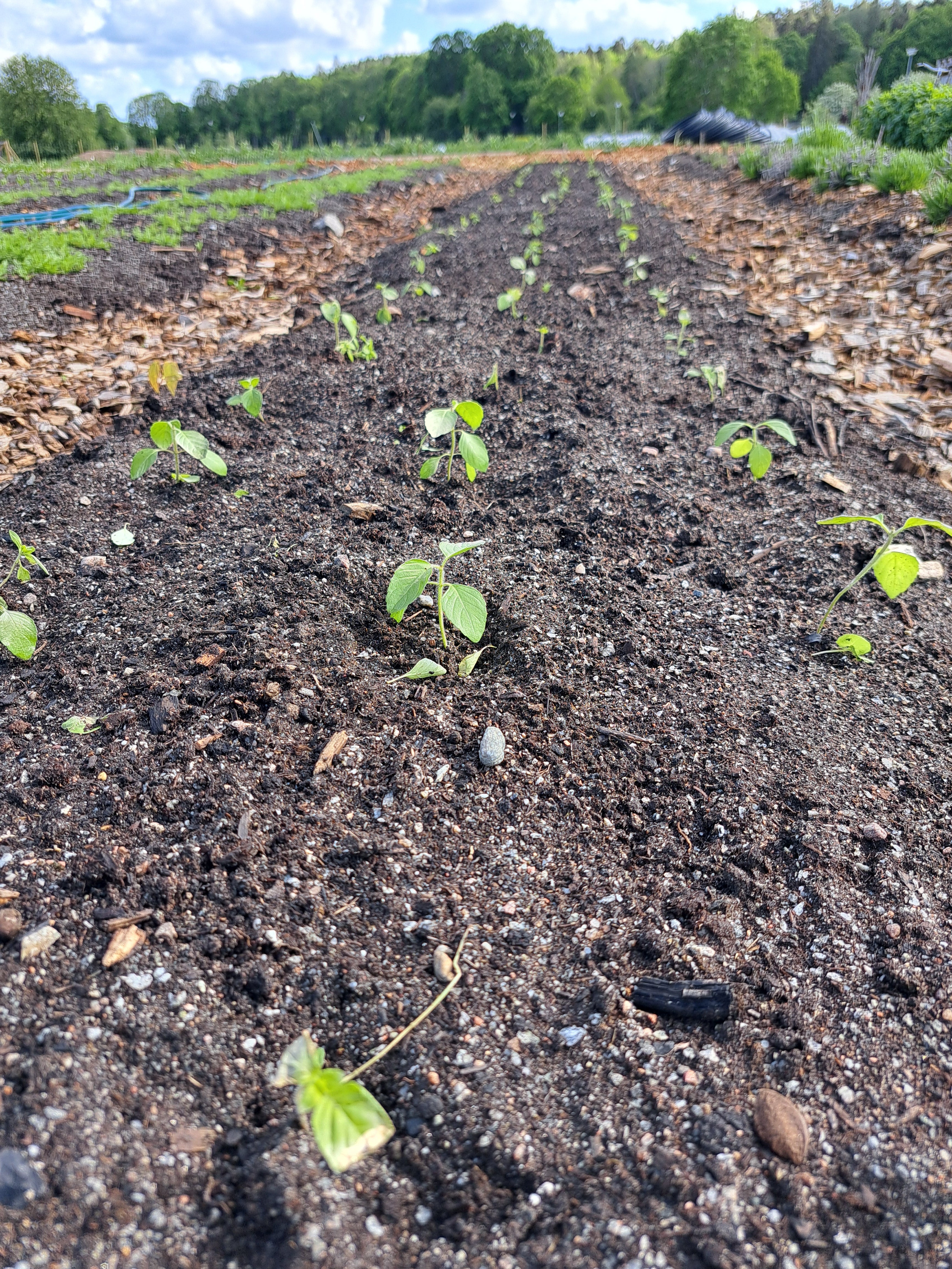 HELIG BASILIKA / TULSI