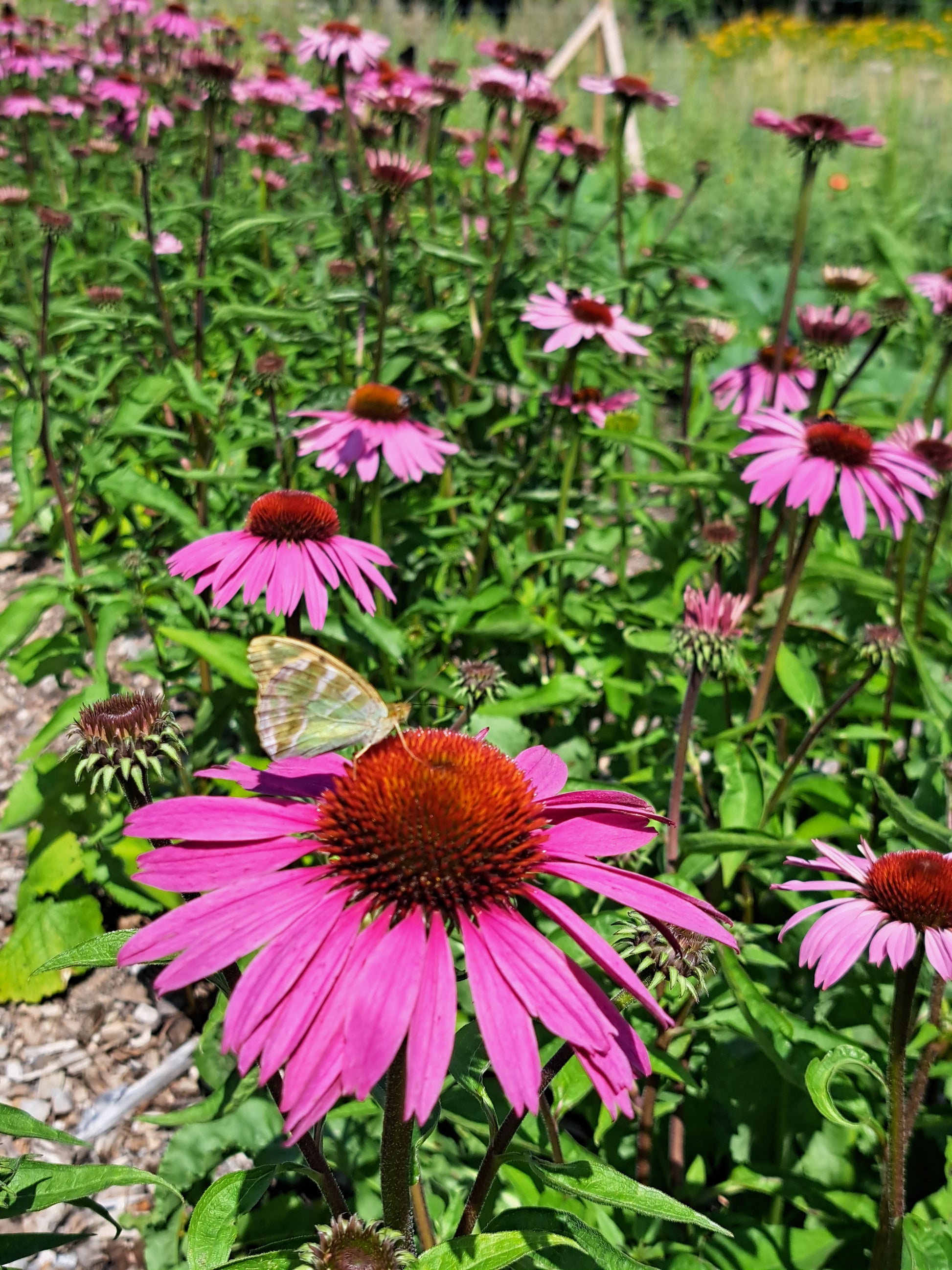 Echinacea tinktur