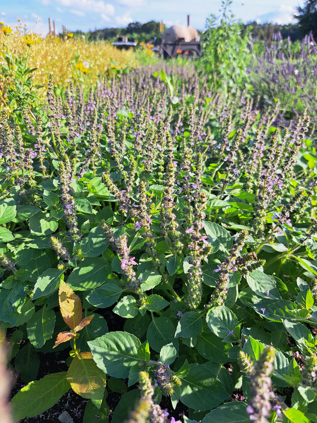 HELIG BASILIKA / TULSI