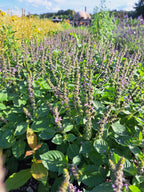 HELIG BASILIKA / TULSI