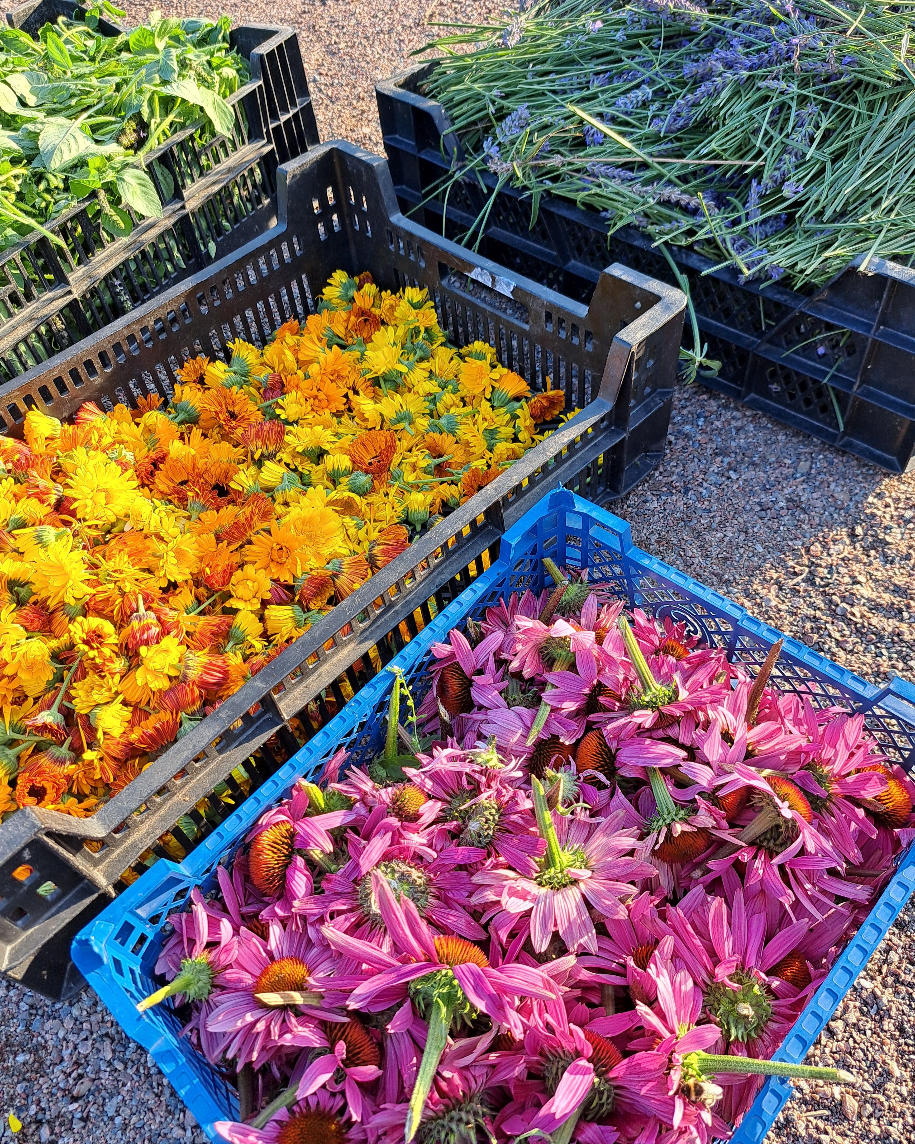 Herbal CSA (Community Supported Agriculture)