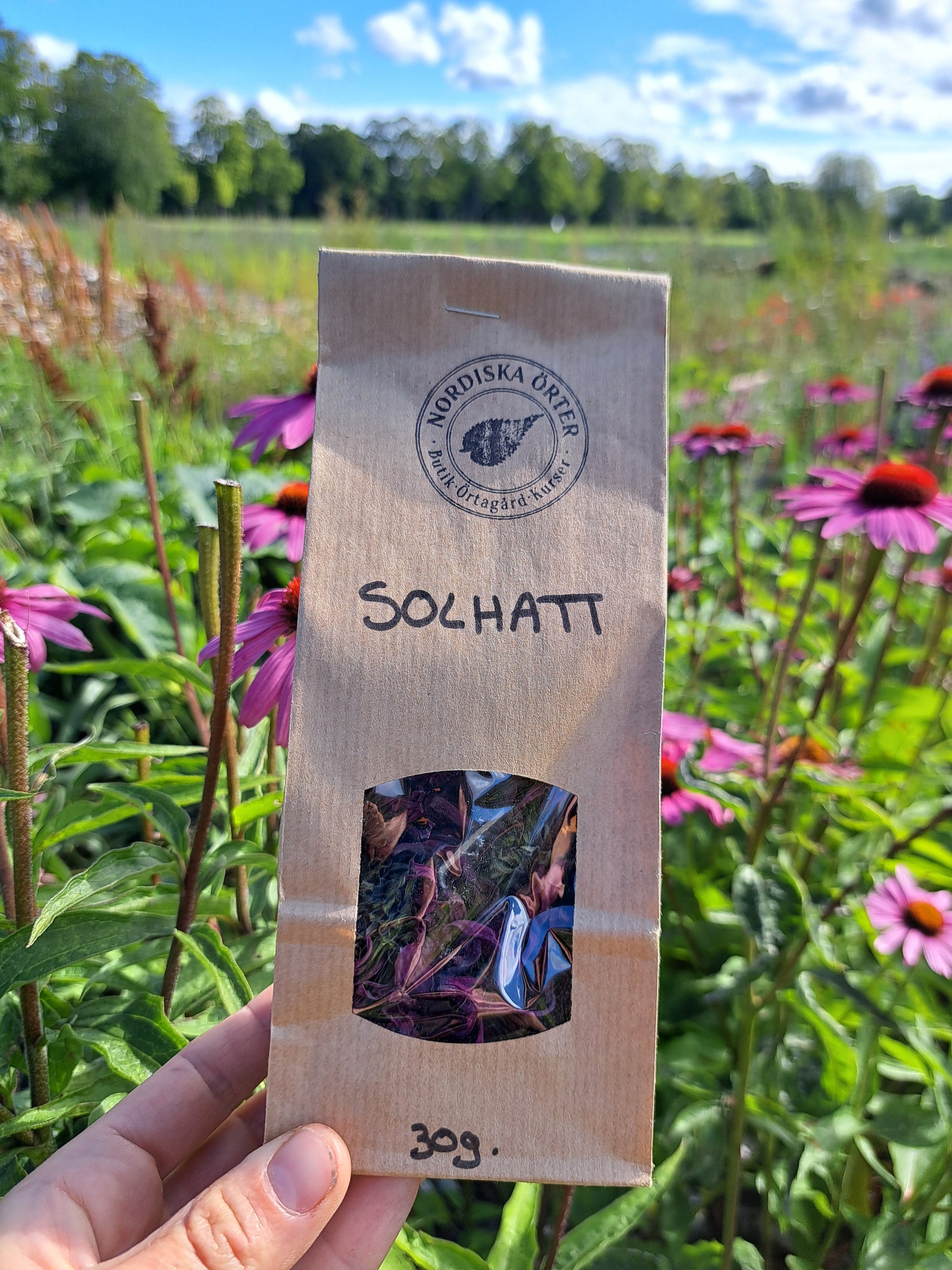 ECHINACEA / SOLHATT