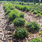 Frossört Sticklingar