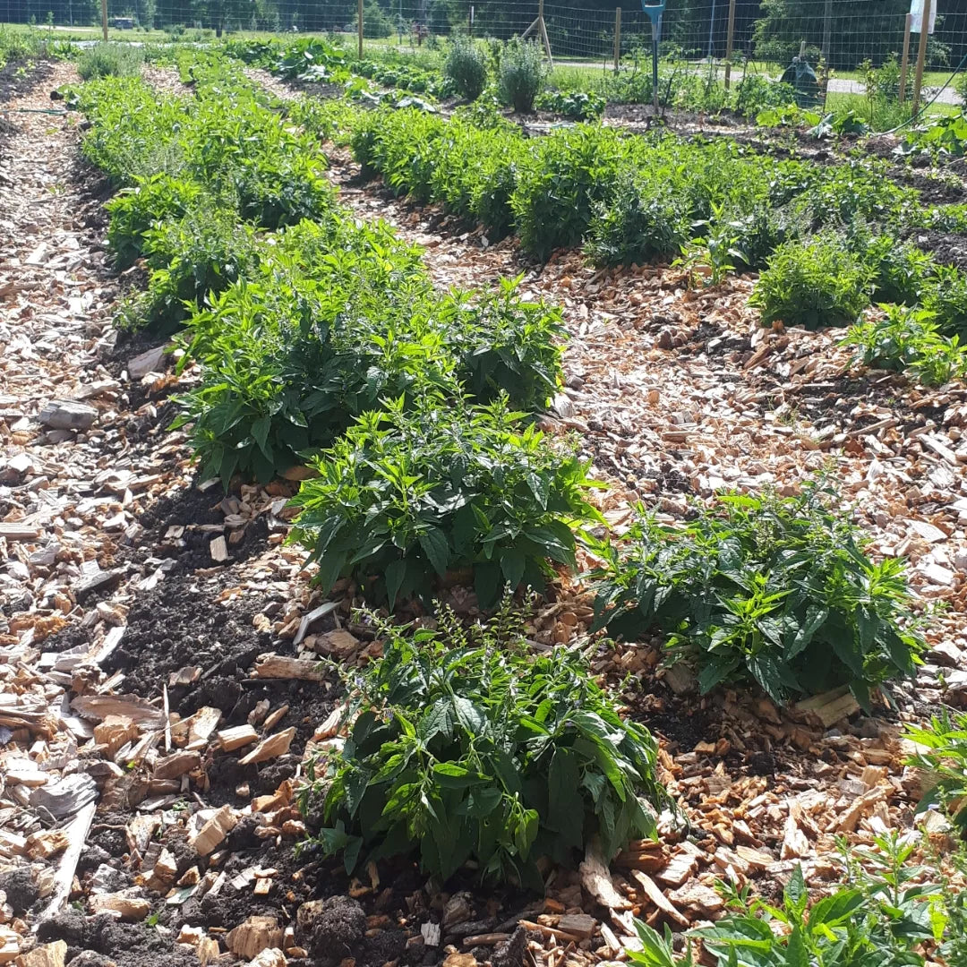 Frossört Sticklingar