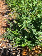 Frossört Sticklingar