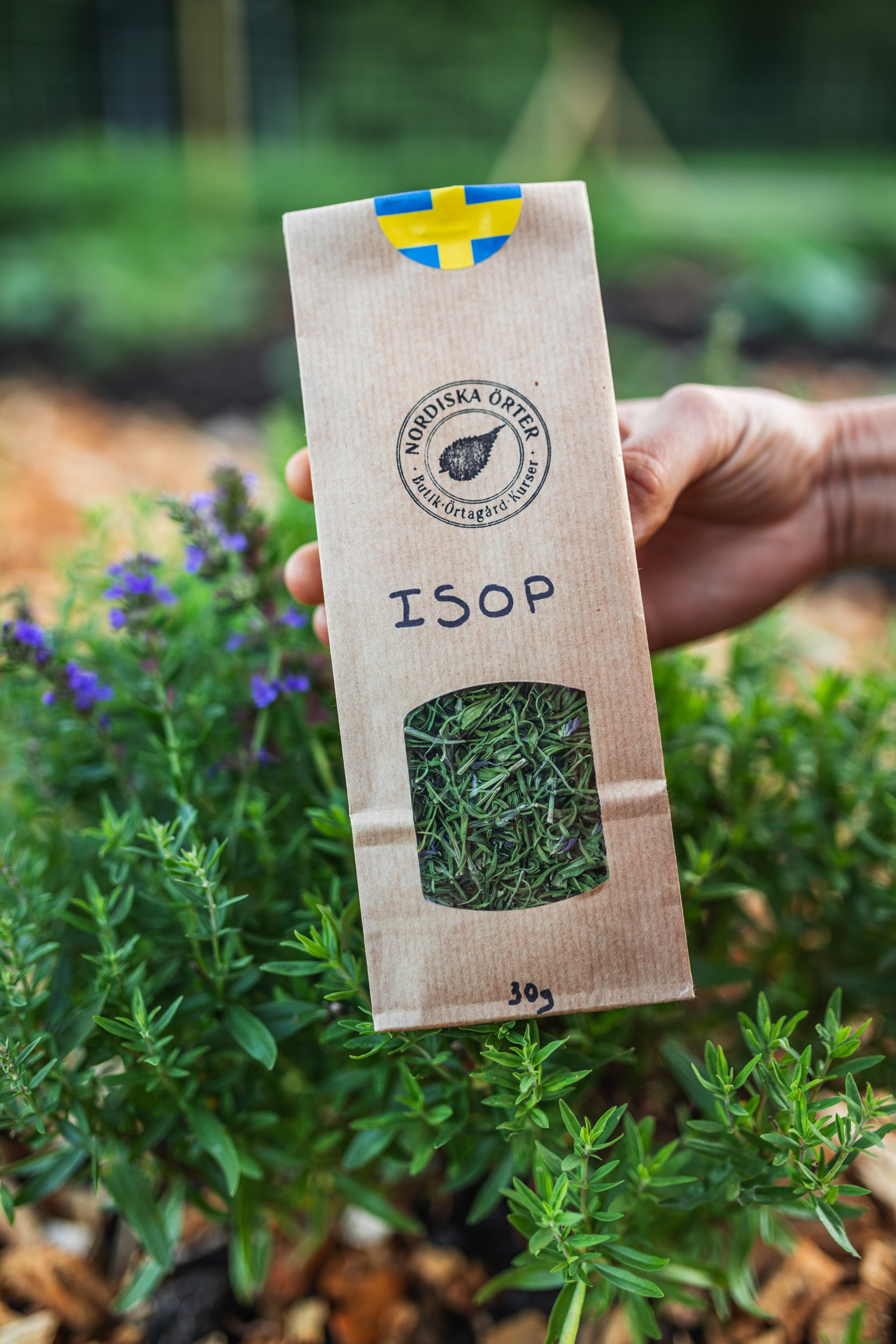 ISOP