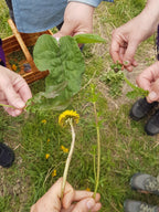 Örtvandring 2026 - Wild Edible Plants Walk